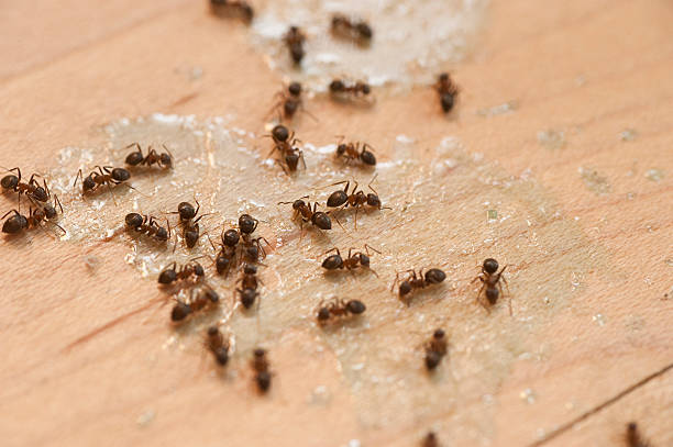 Best Exterminator Services  in Frankfort, IL